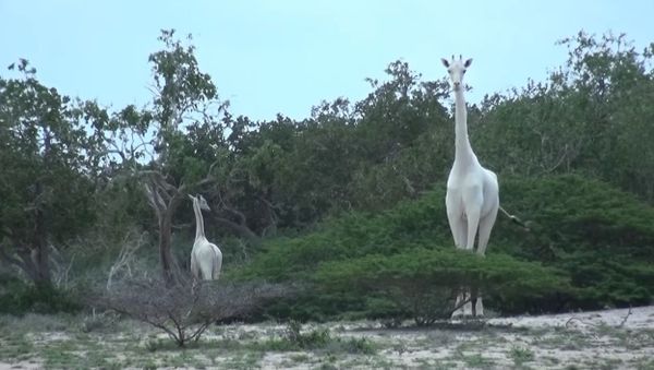White giraffe - Sputnik International