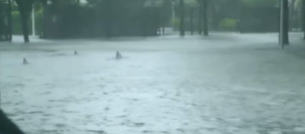 ‘Sharks’ Invade Flooded Miami Streets After Irma - Sputnik International