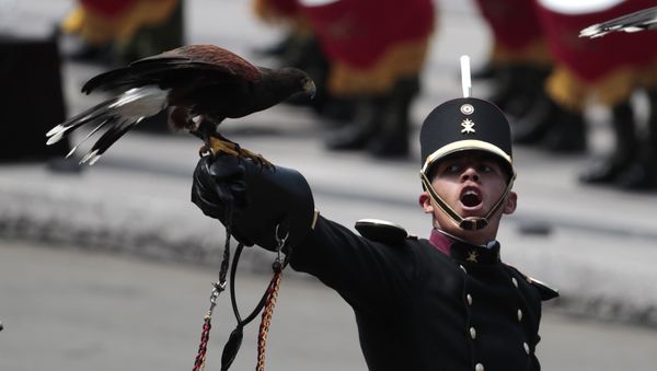 An eagle perches on a leather glove, as the handler looks up toward the president while filing past during the annual Independence Day military parade in Mexico City's main square, known as the Zocalo, Saturday, Sept. 16, 2017. Mexico is marking the 207th anniversary of its independence from Spain - Sputnik International
