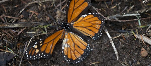 A dead butterfly lies on the ground (File) A dead butterfly lies on the ground (File) - Sputnik International