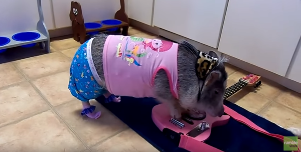 Pajama Pig Goes Punk on Guitar - Sputnik International