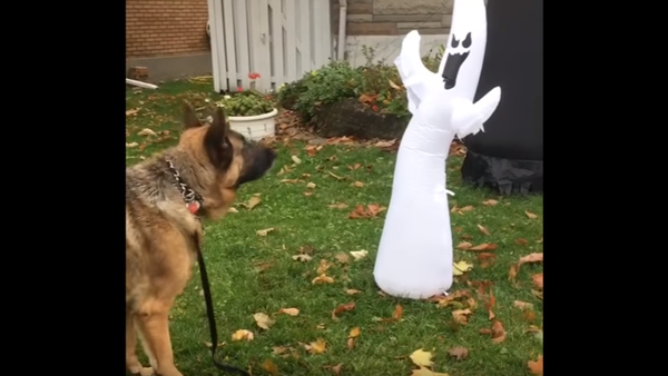 Ghosts Begone! German Shepherd Frightened by Decorations - Sputnik International