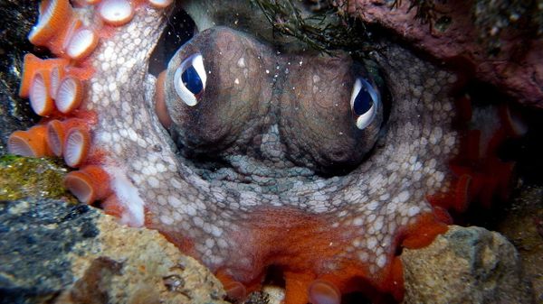 Gloomy Octopus-Octopus tetricus - Sputnik International
