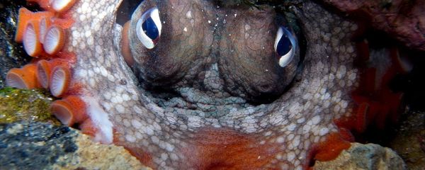 Gloomy Octopus-Octopus tetricus - Sputnik International