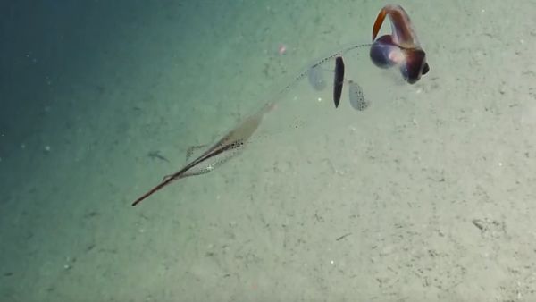 Translucent Cockatoo Squid Flutters - Sputnik International