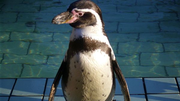 Penguin - Sputnik International