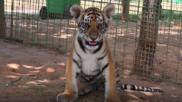 Chinese Breeds Tigers - Sputnik International