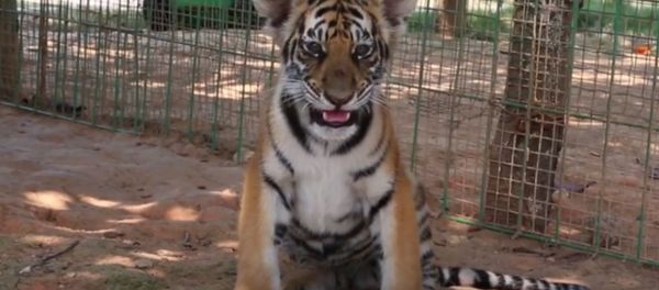 Chinese Breeds Tigers Chinese Breeds Tigers - Sputnik International