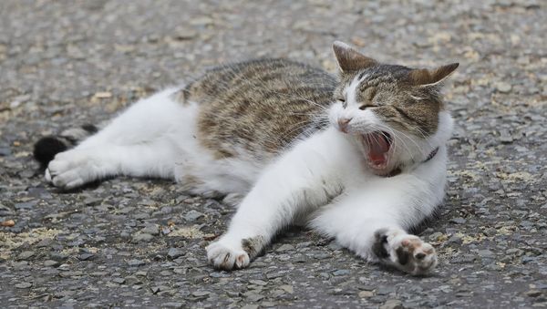Larry the 10 Downing street cat yawns whilst lying on the street as the leader of Northern Ireland's Democratic Unionist Party (DUP) Arlene Foster meets with Britain's Prime Minister Theresa May in 10 Downing Street n London, Tuesday, June 13, 2017. Larry the 10 Downing street cat yawns whilst lying on the street as the leader of Northern Ireland's Democratic Unionist Party (DUP) Arlene Foster meets with Britain's Prime Minister Theresa May in 10 Downing Street n London, Tuesday, June 13, 2017. - Sputnik International