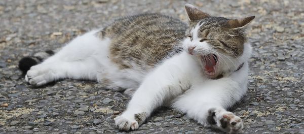 Larry the 10 Downing street cat yawns whilst lying on the street as the leader of Northern Ireland's Democratic Unionist Party (DUP) Arlene Foster meets with Britain's Prime Minister Theresa May in 10 Downing Street n London, Tuesday, June 13, 2017. Larry the 10 Downing street cat yawns whilst lying on the street as the leader of Northern Ireland's Democratic Unionist Party (DUP) Arlene Foster meets with Britain's Prime Minister Theresa May in 10 Downing Street n London, Tuesday, June 13, 2017. - Sputnik International
