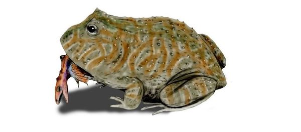 Beelzebufo ampinga - Sputnik International