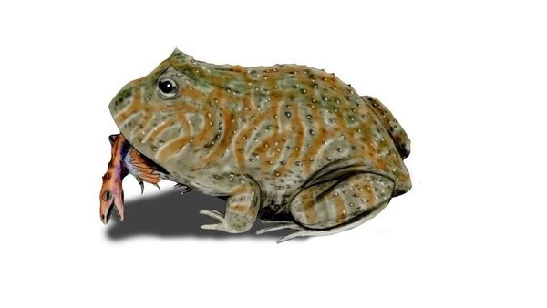 Beelzebufo ampinga Beelzebufo ampinga - Sputnik International