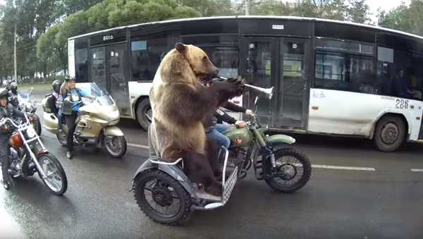 Russian Bear Stuck in Rush Hour - Sputnik International