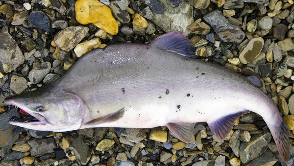 Pink Salmon - Sputnik International