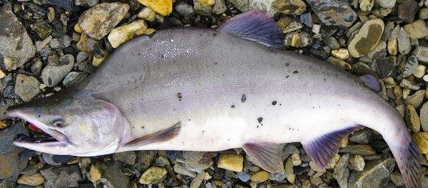 Pink Salmon - Sputnik International