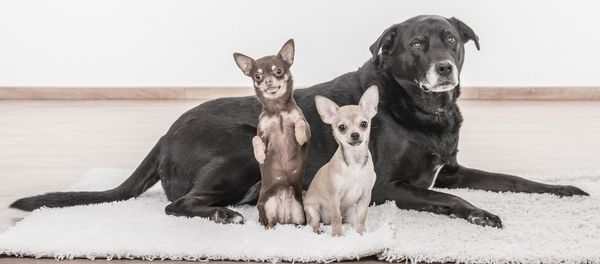 Dogs Dogs - Sputnik International