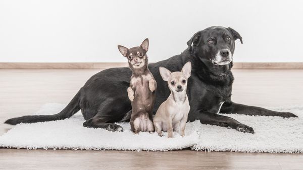 Dogs - Sputnik International