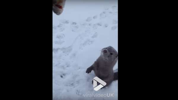 Hungry Otter Snags Free Dinner - Sputnik International