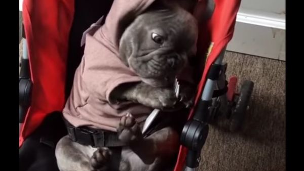 Adorable Hooded Frenchie eats Blueberries off a fork - Sputnik International