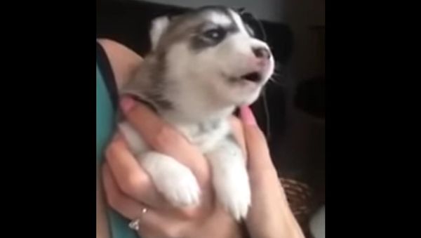 Husky's First Howl - Sputnik International