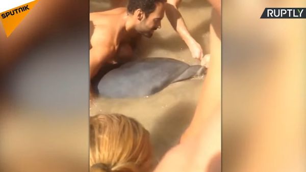 Salvation Of The Dolphin In Spain - Sputnik International