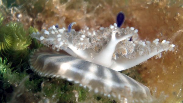 Cassiopea jellyfish Cassiopea jellyfish - Sputnik International