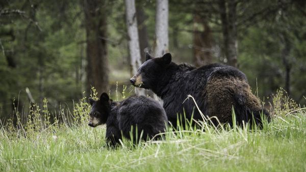 Black bears - Sputnik International