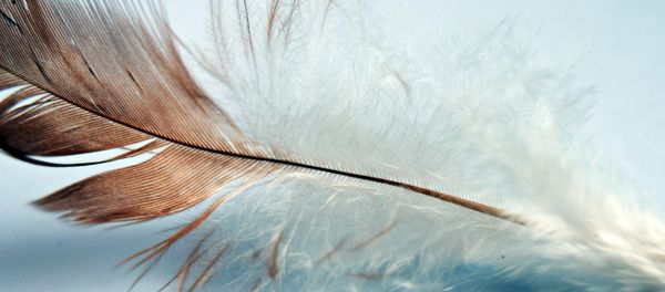Feather Feather - Sputnik International