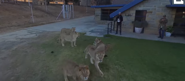 South African Lion Cubs Mesmerized by Drone - Sputnik International