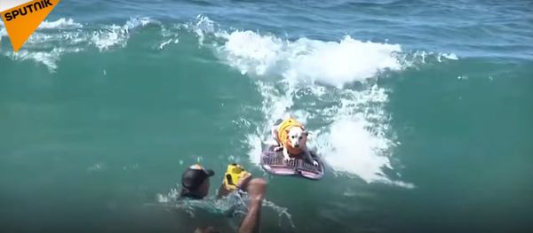 Dog Surfing Competition Dog Surfing Competition - Sputnik International