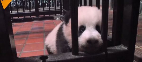 Panda Born In Japan Was Given The Name Xiang-Xiang Aroma Panda Born In Japan Was Given The Name Xiang-Xiang Aroma - Sputnik International