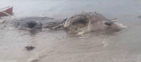 Mysterious dead beast washes up on island in Philippines Mysterious dead beast washes up on island in Philippines - Sputnik International