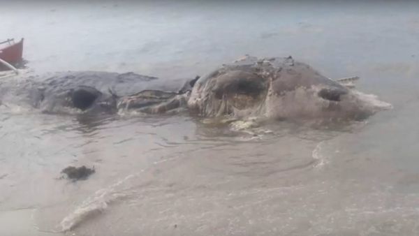 Mysterious dead beast washes up on island in Philippines - Sputnik International