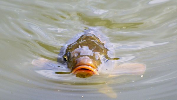 Carp Carp - Sputnik International