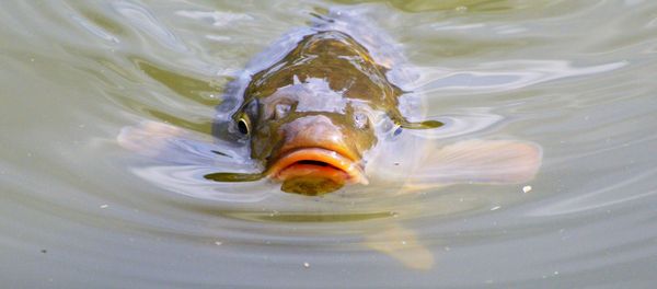Carp Carp - Sputnik International