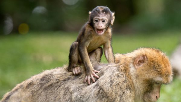 Monkey - Sputnik International