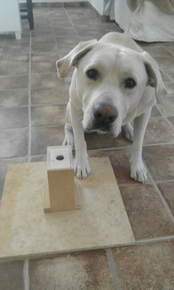 Blat, the lung-cancer sniffing dog Blat, the lung-cancer sniffing dog - Sputnik International