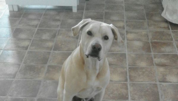 Blat, el perro que huele el cáncer de pulmón - Sputnik International