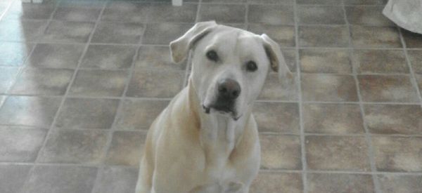 Blat, el perro que huele el cáncer de pulmón - Sputnik International