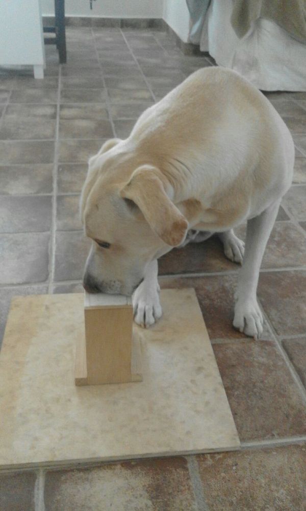 Blat sniffing a sample Blat sniffing a sample - Sputnik International