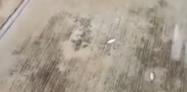 Lluvia de peces en Tampico 2017 Lluvia de peces en Tampico 2017 - Sputnik International