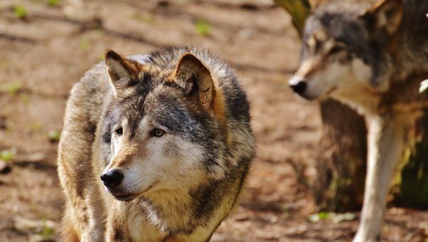 Wolves - Sputnik International