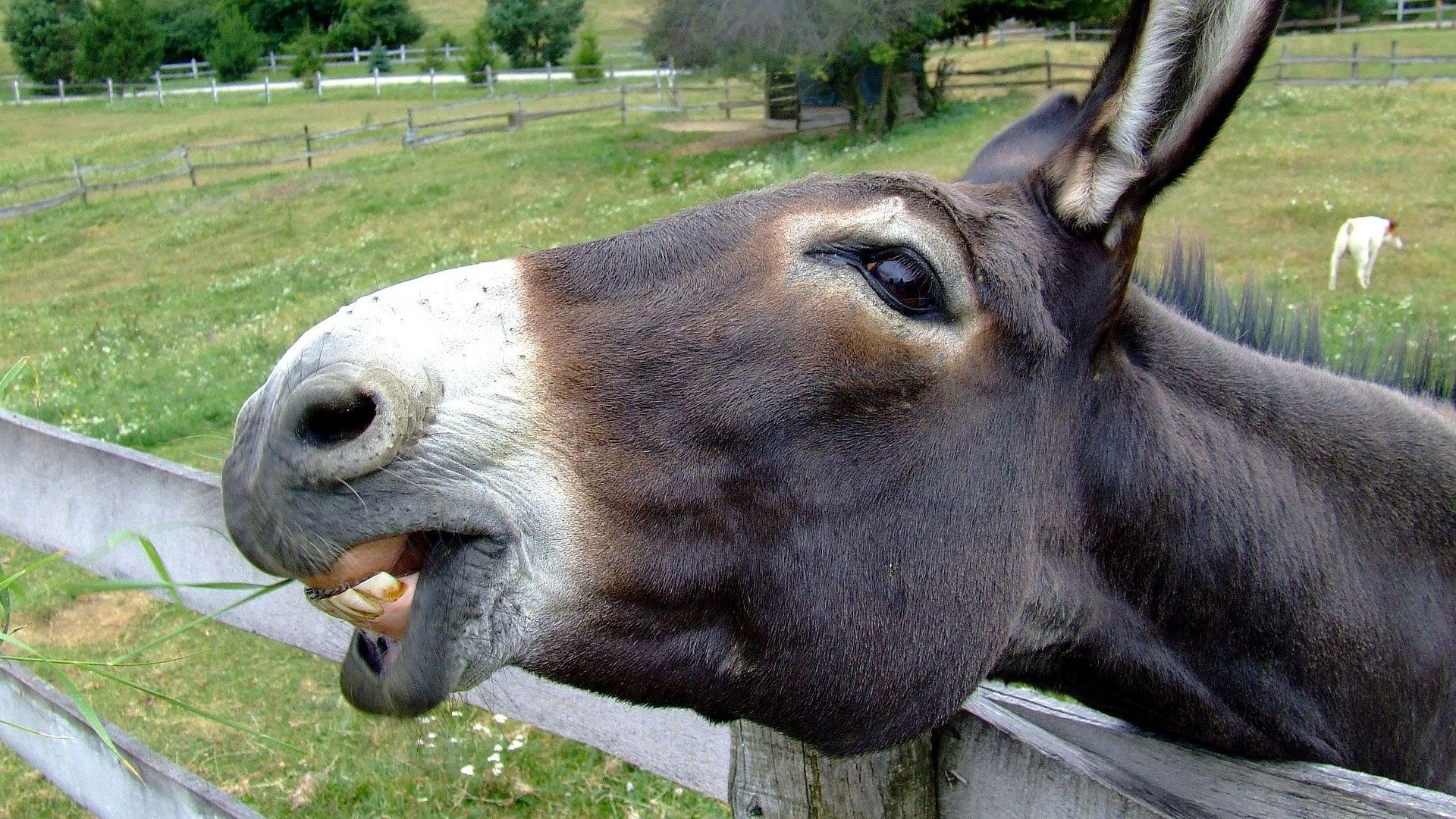 Donkey Donkey - Sputnik International, 1920, 02.03.2021