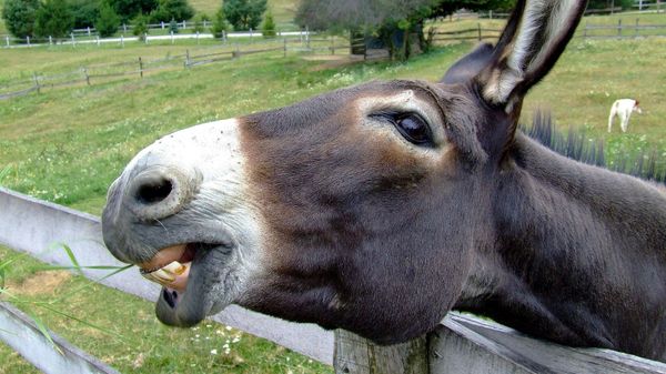 Donkey - Sputnik International