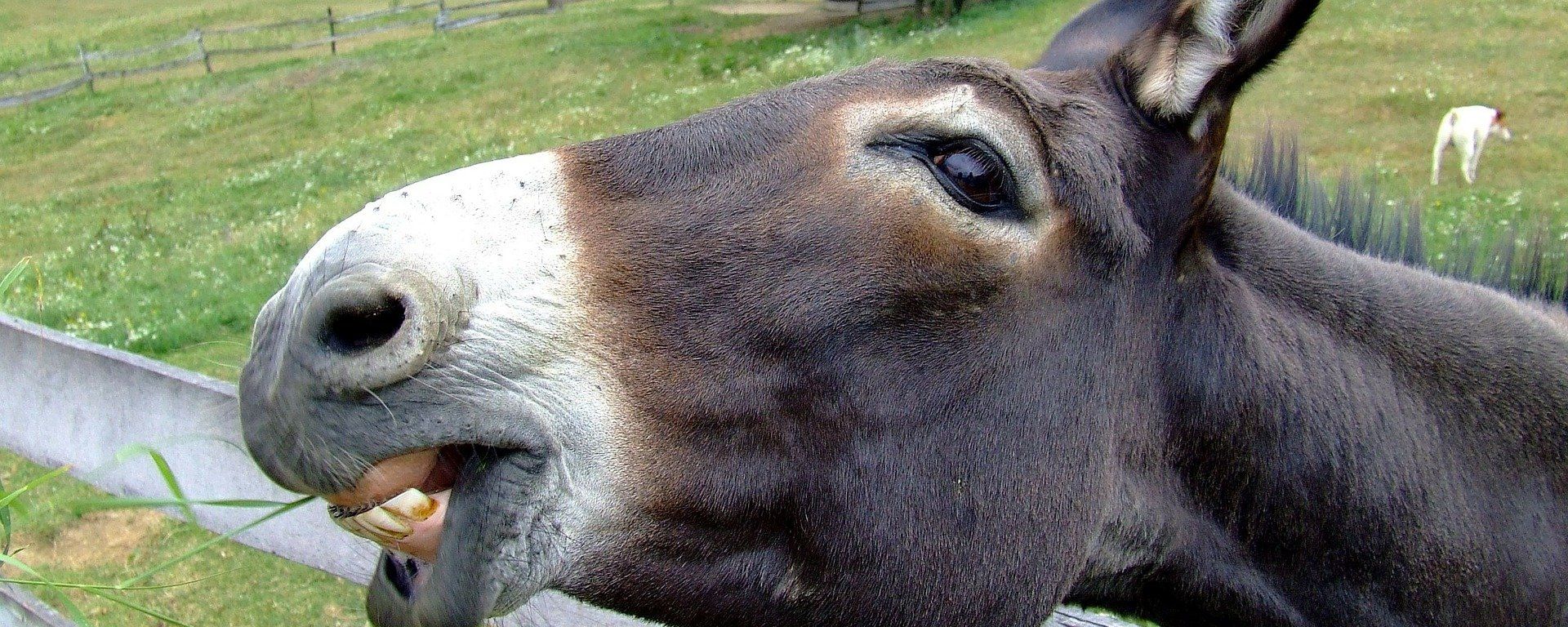 Donkey Donkey - Sputnik International, 1920, 09.06.2020