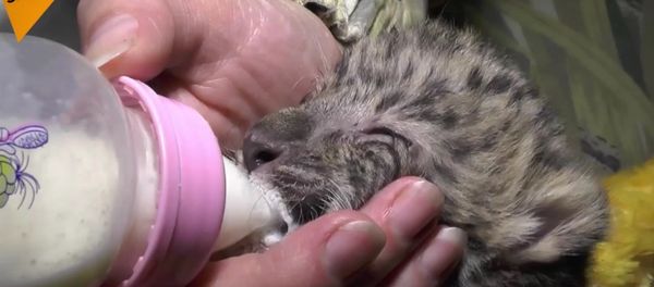 Far Eastern Leopard Cub - Sputnik International