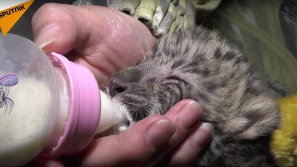 Far Eastern Leopard Cub - Sputnik International