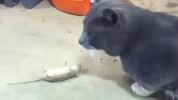 Cat is confused by mouse playing dead - Sputnik International