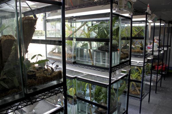 Inside an amphibian rescue pod. A real 'Amphibian Ark' Inside an amphibian rescue pod. A real 'Amphibian Ark' - Sputnik International