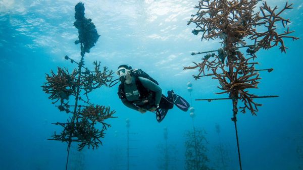 Coral Restoration Foundation - Sputnik International